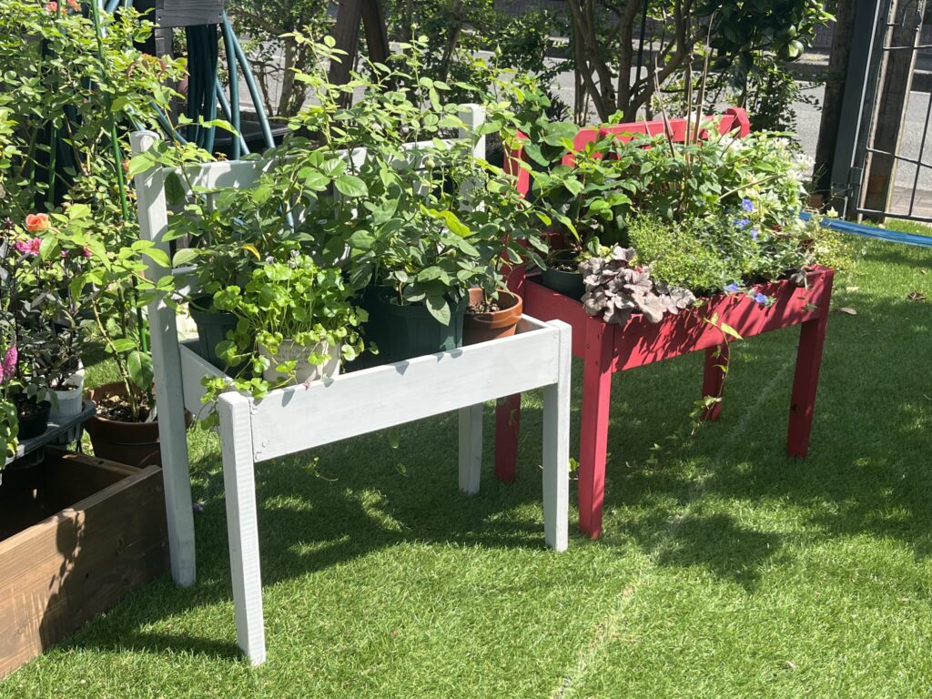 自宅の庭に置いた白と赤のベンチ型フラワースタンド。座面の木箱に草花の鉢を並べている