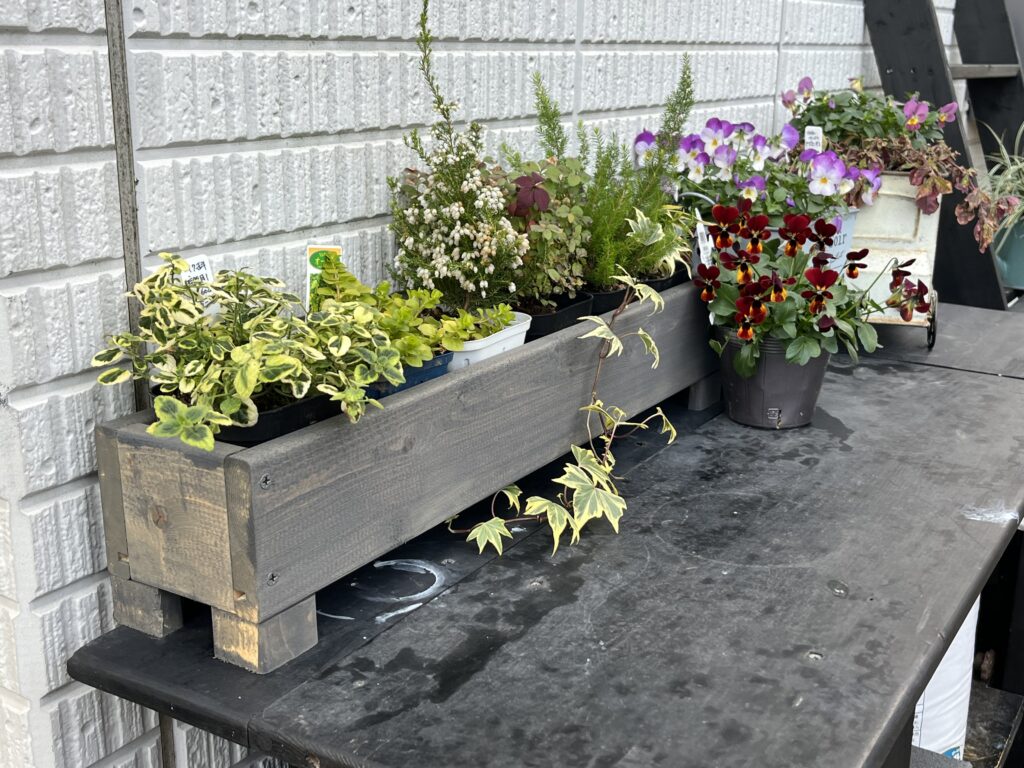 屋外のテーブルに置いた横長の浅い木箱に草花の鉢を並べている
